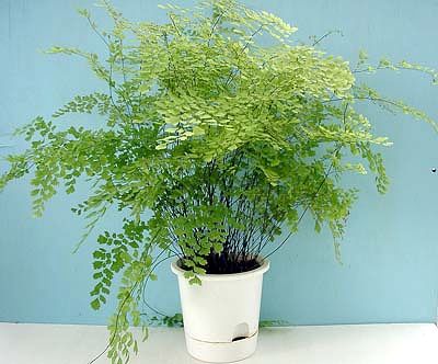 adiantum.jpg