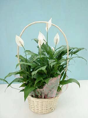 spathiphyllum-kago.jpg