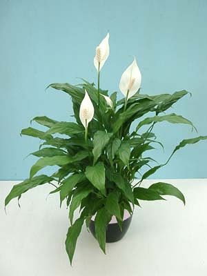 spathiphyllum.jpg